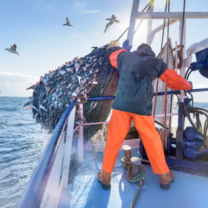 Människor, Fåglar, Fiskar, Utomhus, Aktivitet